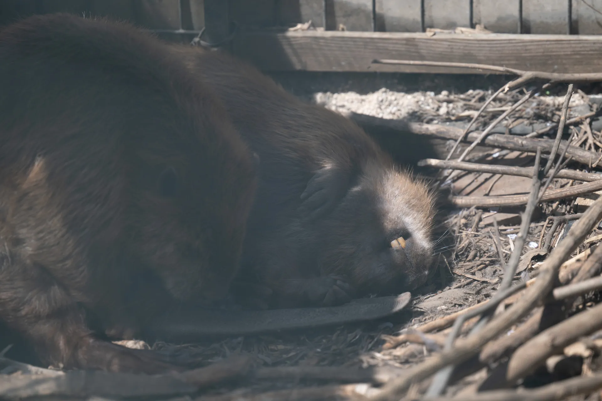 ひっくり返って寝ているビーバー