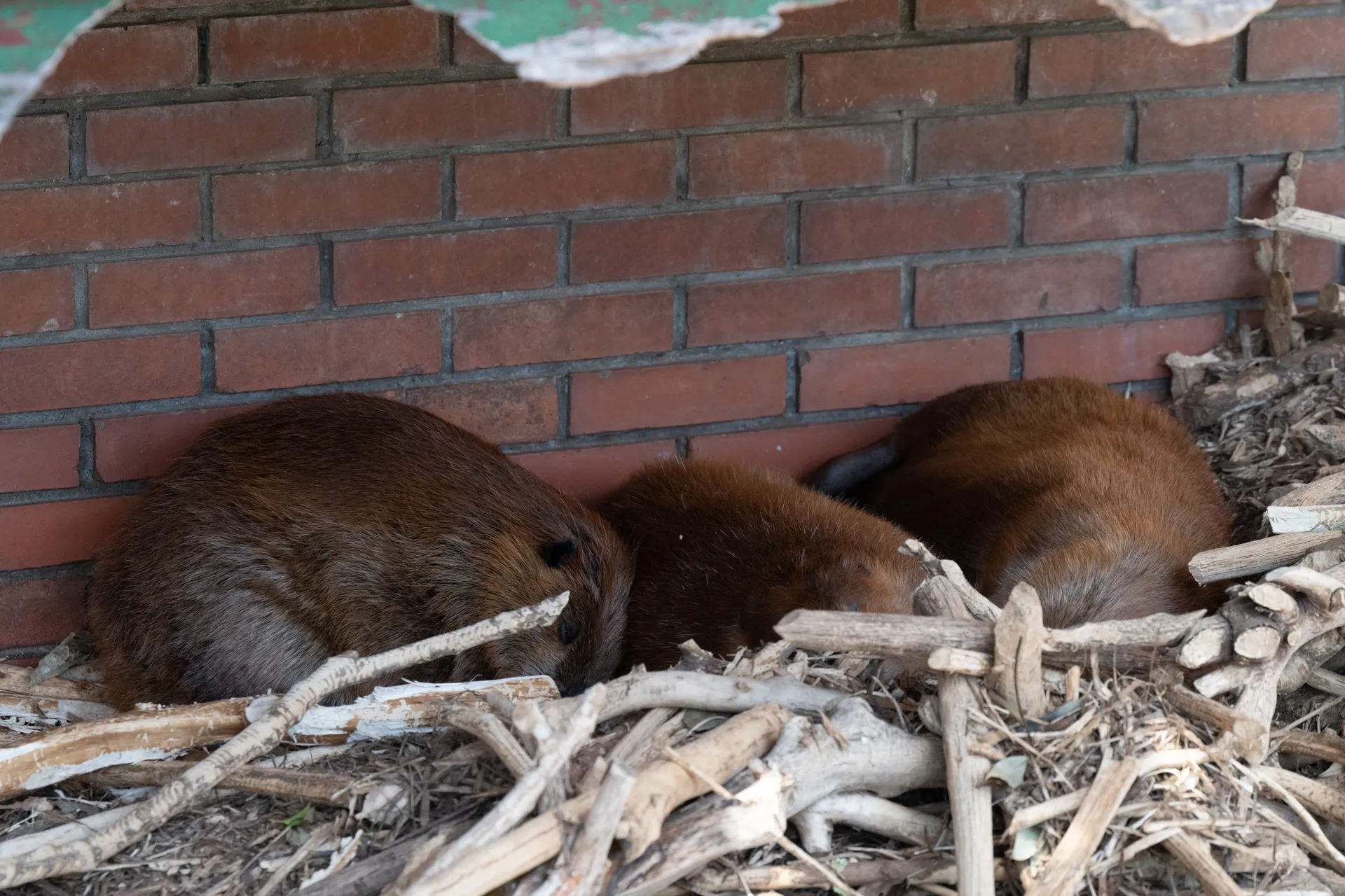 3匹で丸くなって寝ているビーバー