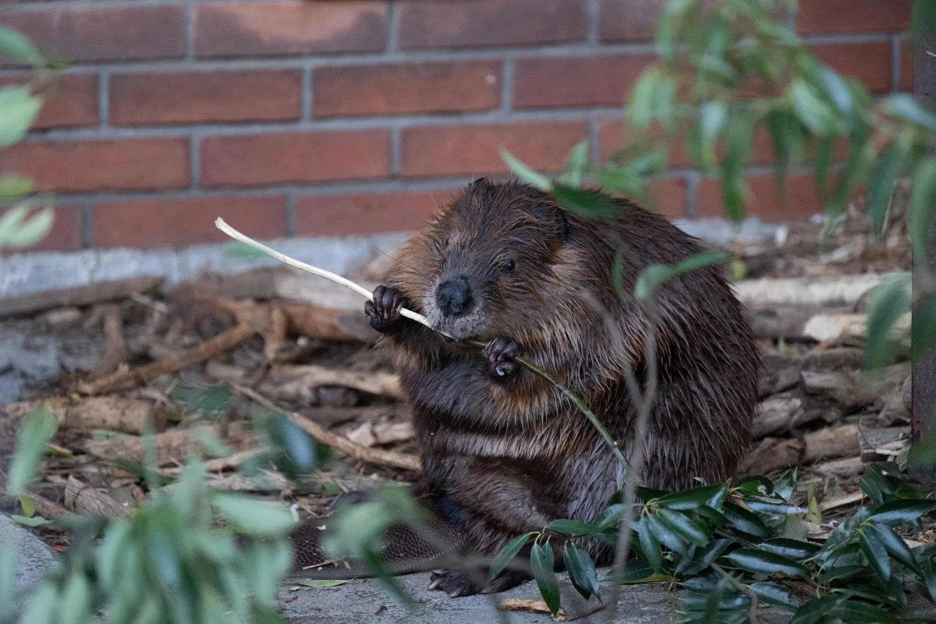 細い枝をかじるビーバー