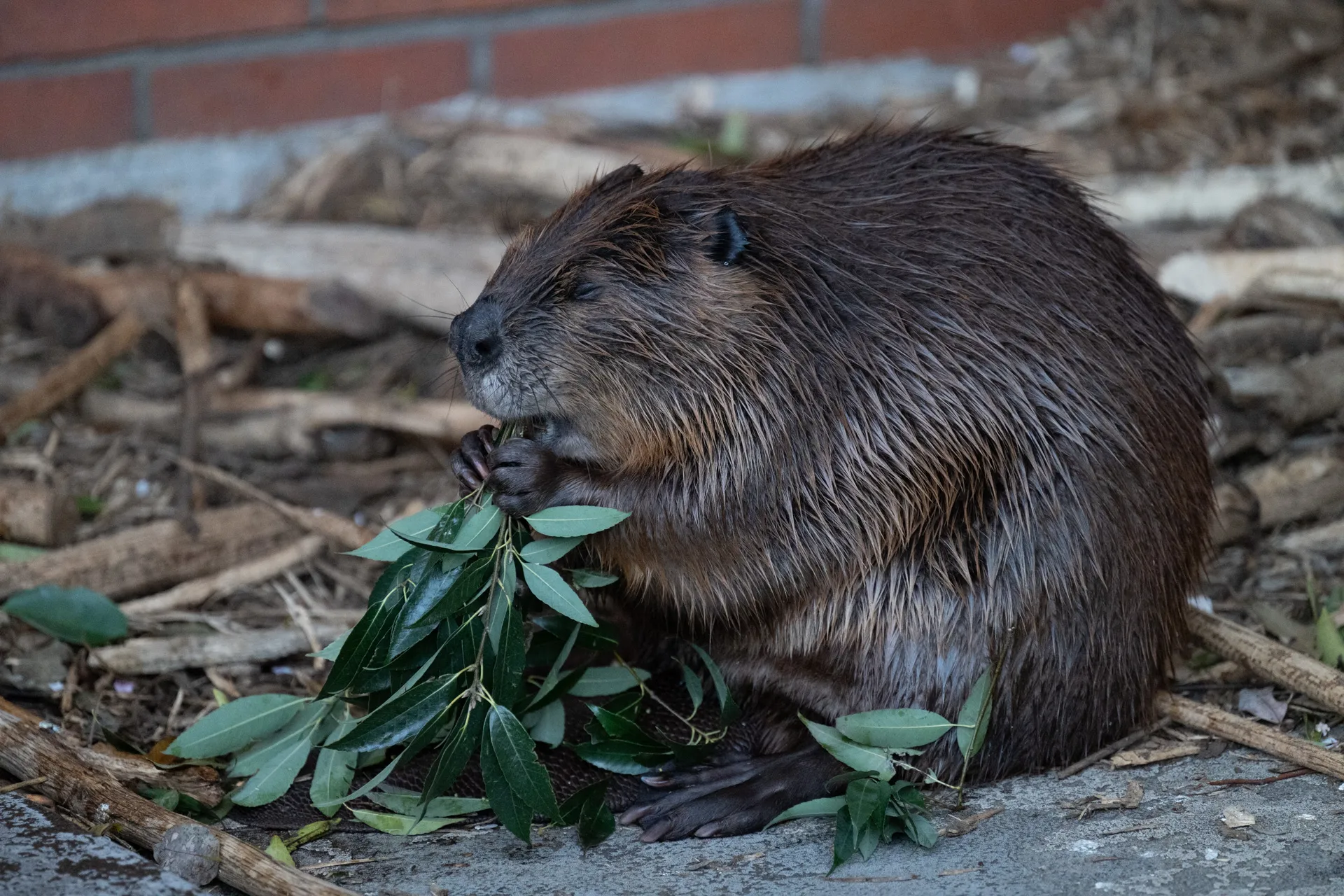 細い枝をかじるビーバー