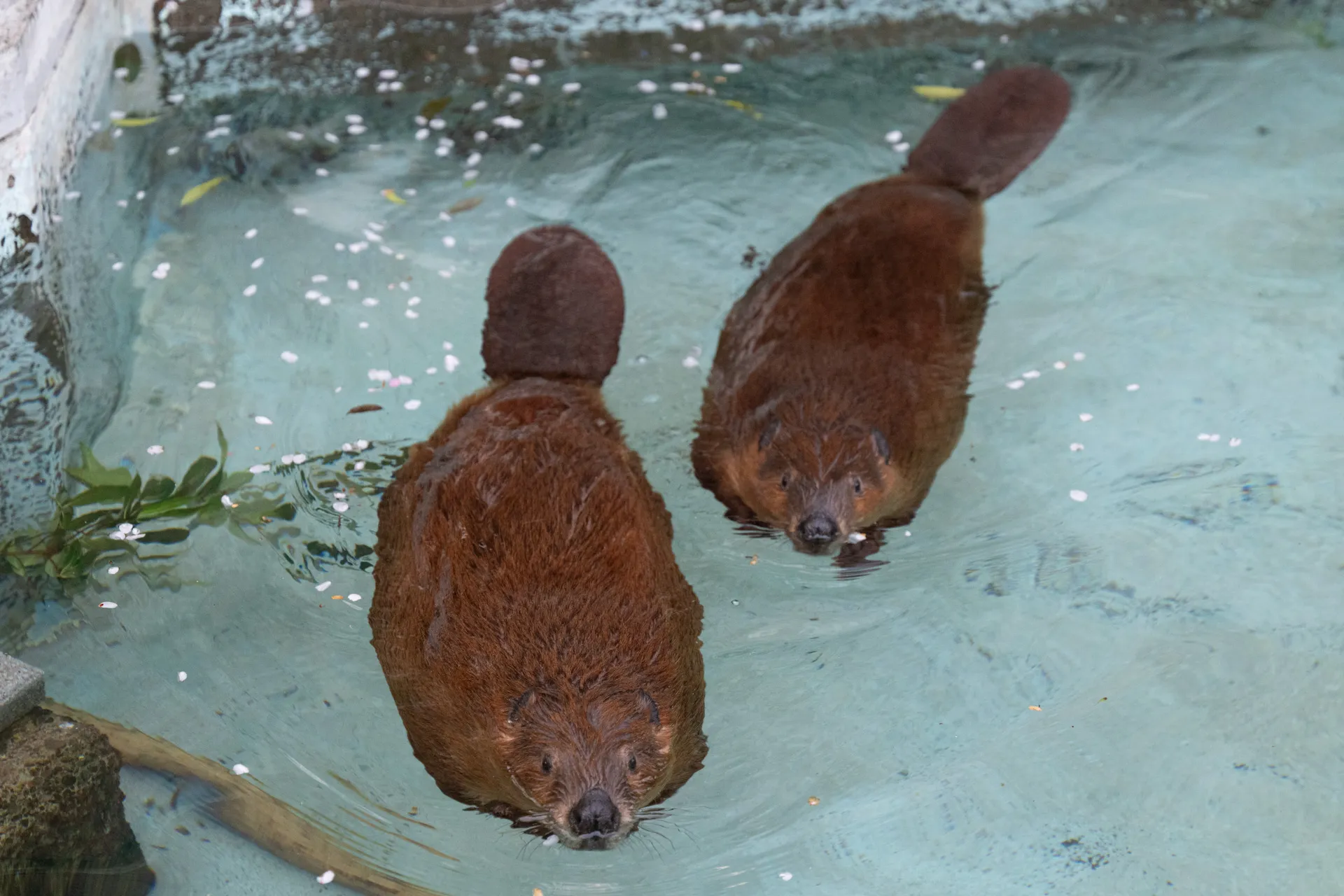 プールを泳ぐ2匹のビーバー