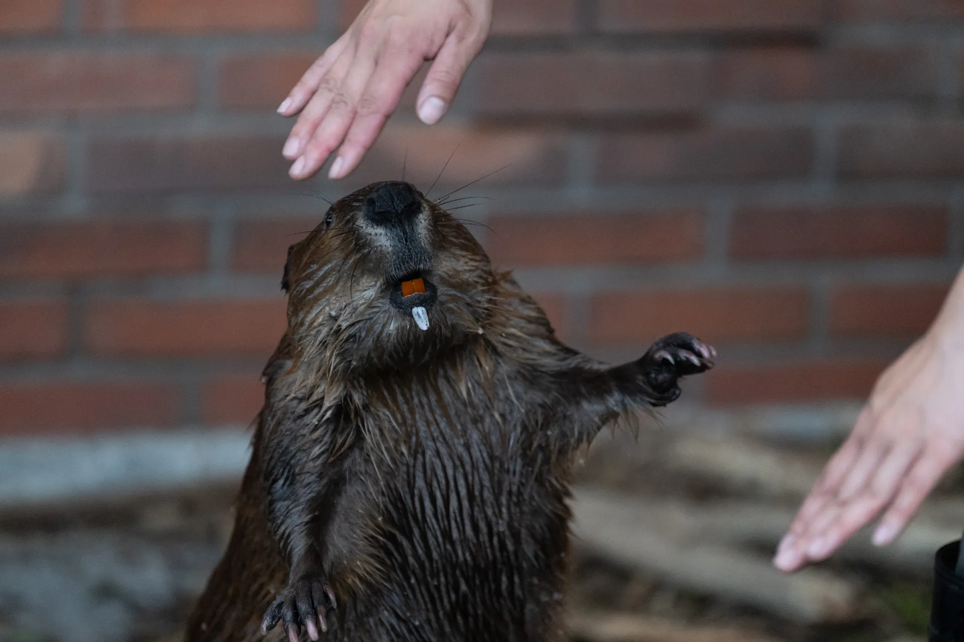 立ち上がっているビーバー