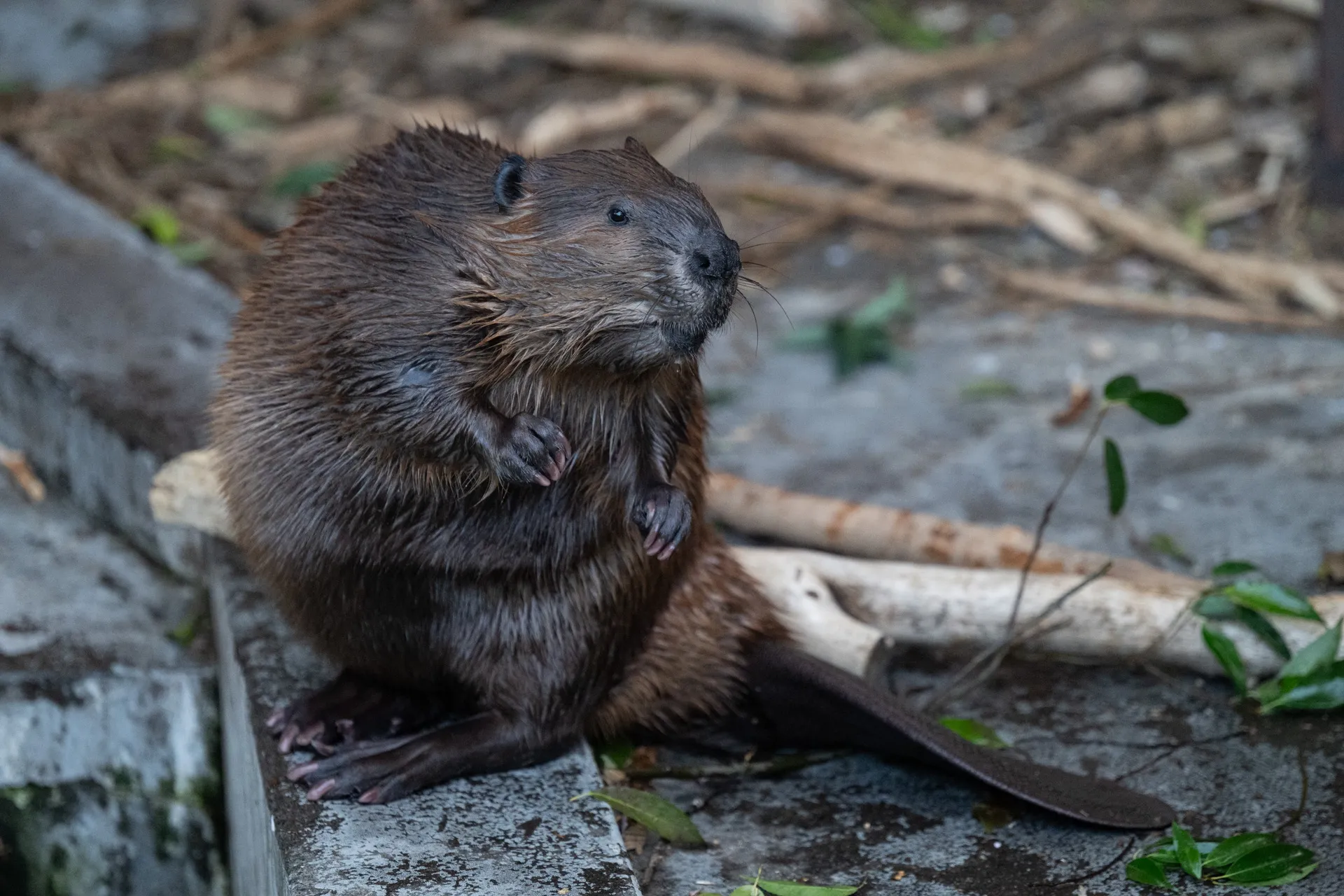 立ち上がっているビーバー