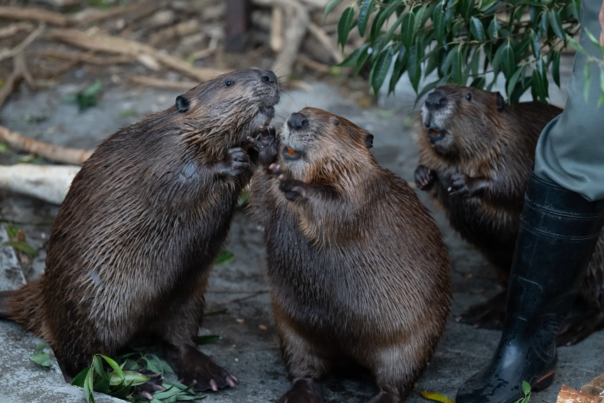 立ち上がっているビーバー