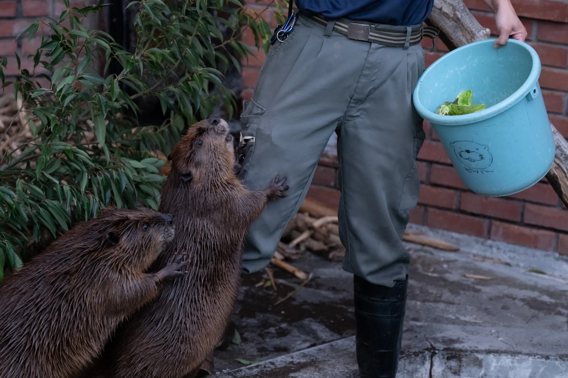 レタスを欲しがっている2匹のビーバー