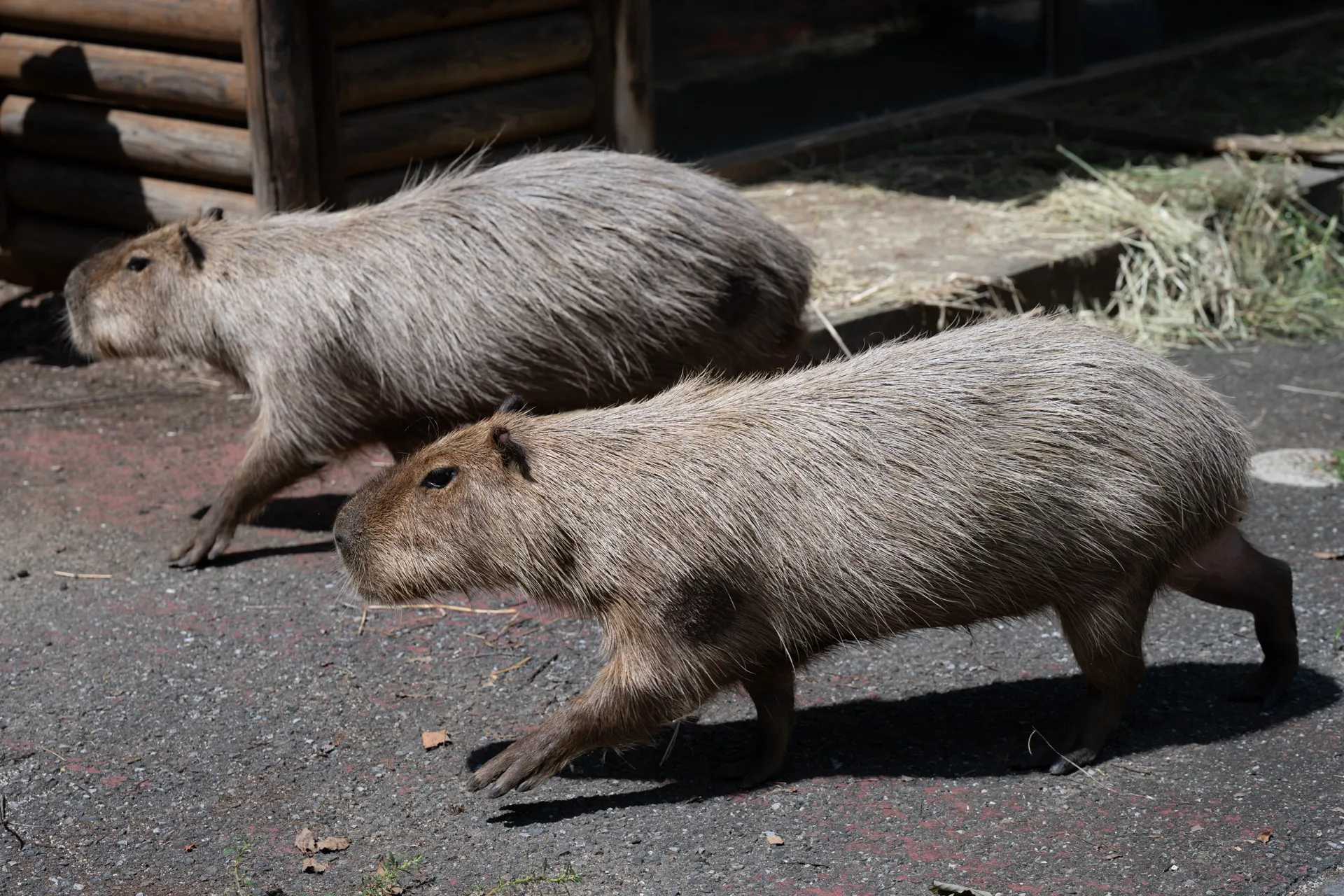カピバラのヘチマちゃんと心音ちゃん