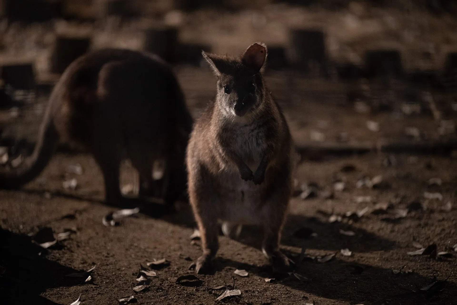 パルマワラビー