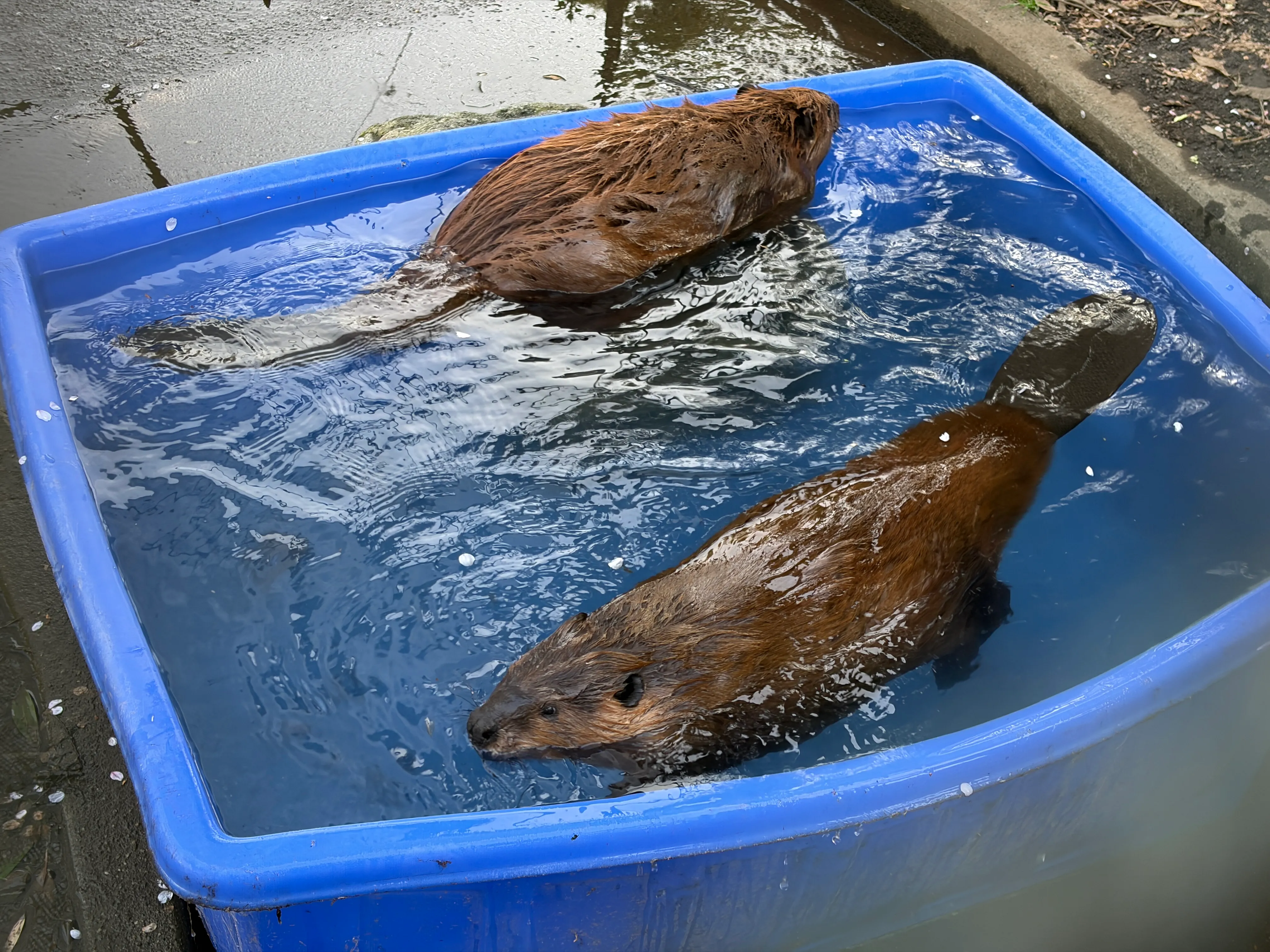 小さなプールに入っている2匹のビーバー
