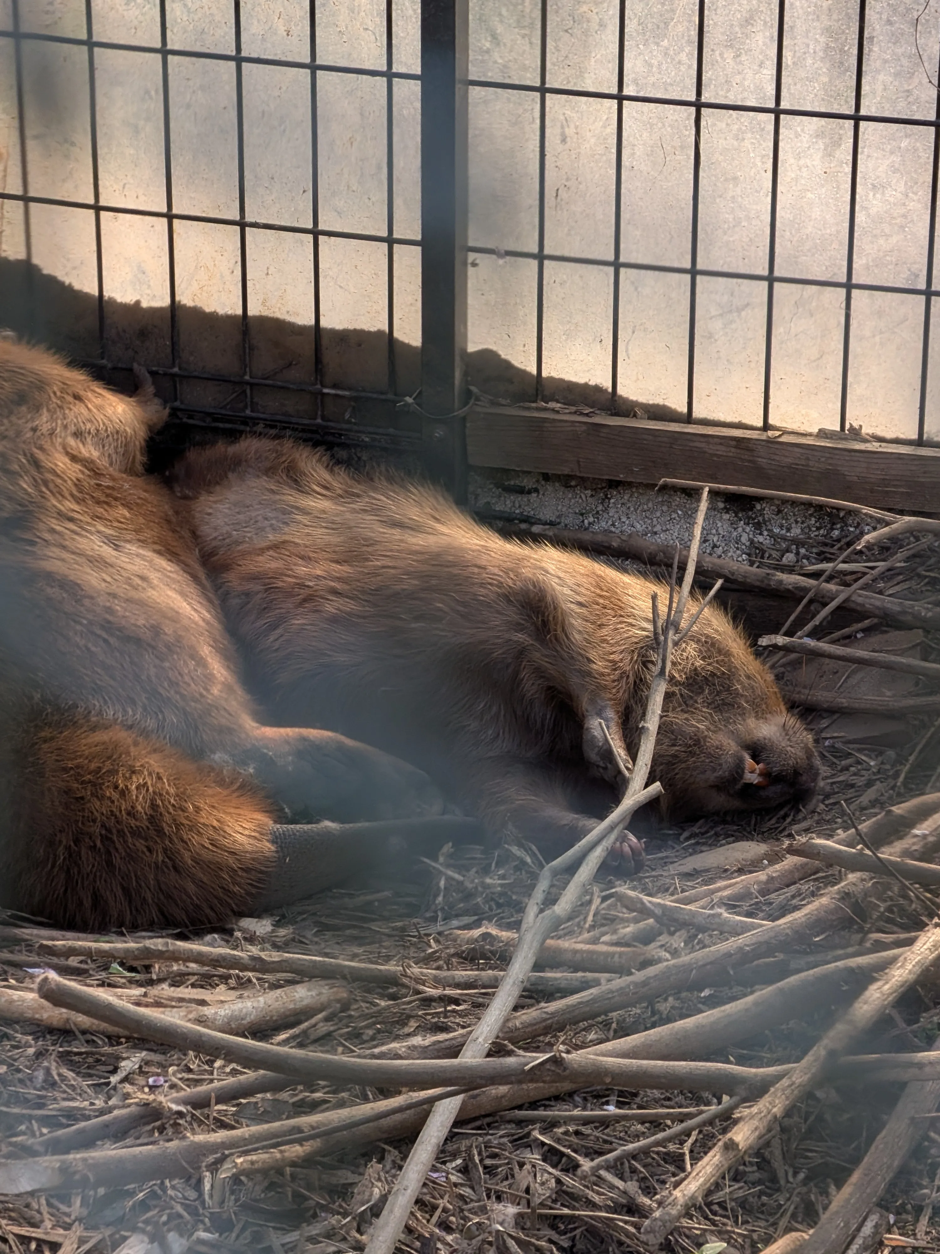 まだひっくり返って寝ているビーバー