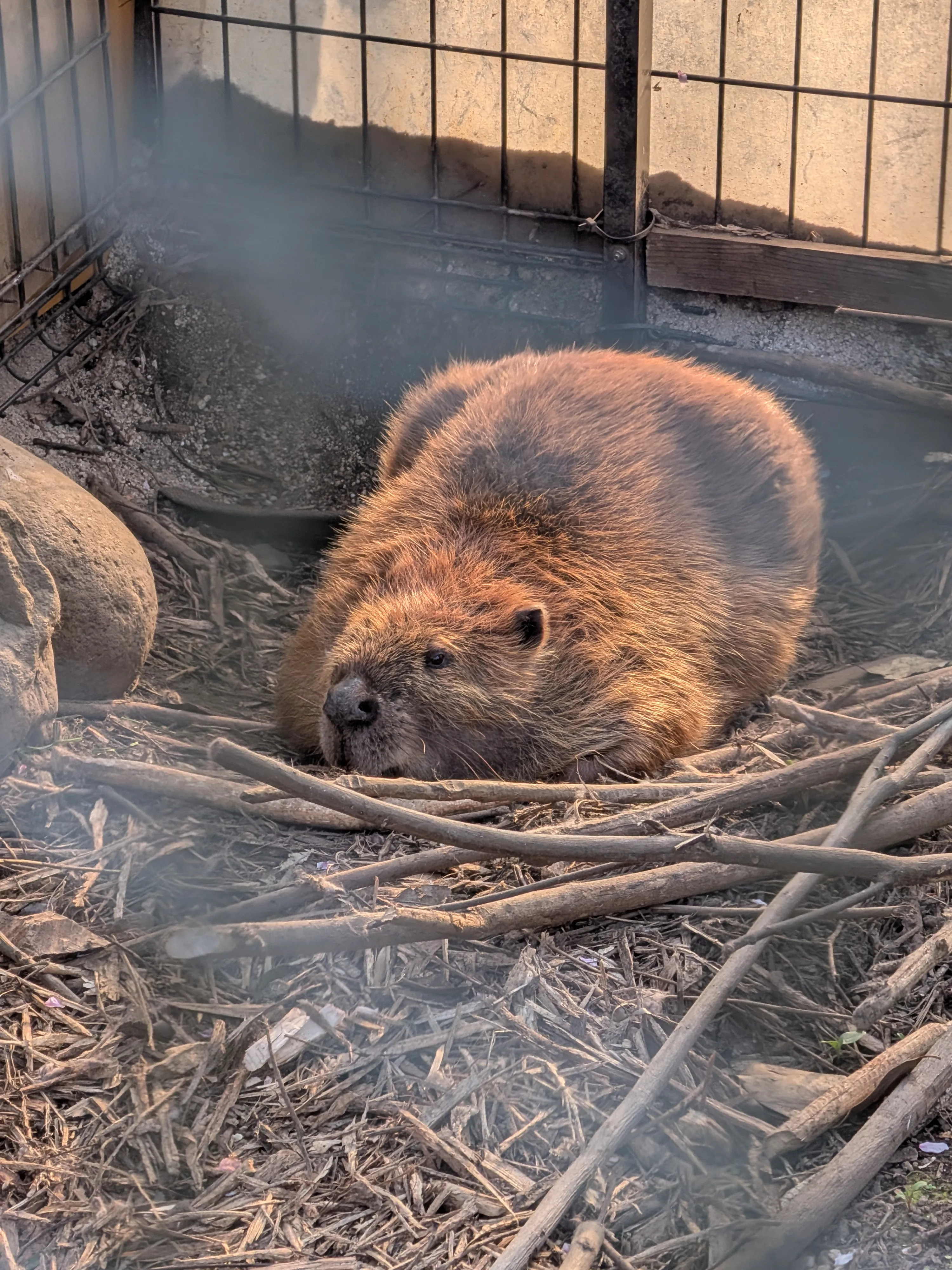 1匹になって溶けているビーバー